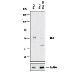 Human/Mouse/Rat p53 Antibody, R D Systems 100&mu;g; Unlabeled:Antibodies,