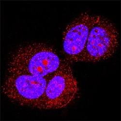 Human Phospho-p53 (S392) Antibody, R D Systems:Antibodies:Primary Antibodies