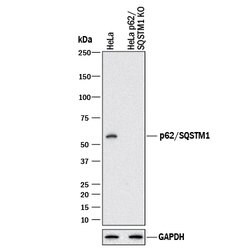 Human/Mouse/Rat p62/SQSTM1 Antibody, R D Systems 25 &mu;g; Unconjgated:Antibodies,