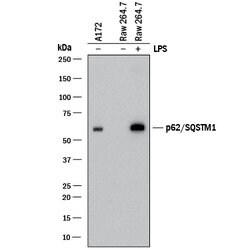 Human/Mouse/Rat p62/SQSTM1 Antibody, R D Systems 25 &mu;g; Unconjgated:Antibodies,