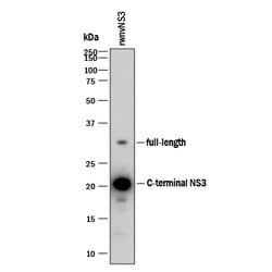 Viral wnvNS3 Protease Antibody, R D Systems 100&mu;g; Unlabeled:Antibodies,