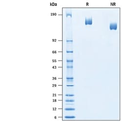 R&D Systems&trade;&nbsp;Recombinant Mouse Plexin B3 His-tag Protein