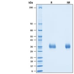 R&D Systems&trade;&nbsp;Recombinant Human PILR-beta His-tag Protein