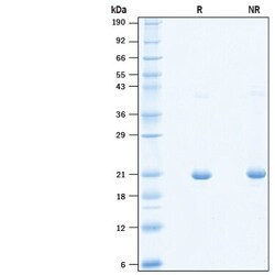R&D Systems&trade;&nbsp;Recombinant Cynomolgus 4-1BB Ligand/TNFSF9 His Protein