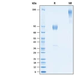 R&D Systems&trade;&nbsp;Recombinant Rat CD19 Fc Chimera Protein