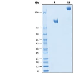 R&D Systems&trade;&nbsp;Recombinant Rat Siglec-2/CD22 Fc Chimera Protein