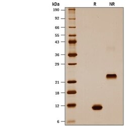 R D Systems Recombinant Mouse GDF-15 (CHO-expressed) Protein, CF 25 &mu;g | Buy Online | R&amp;D Systems&trade; | Fisher Scientific