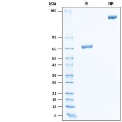 R D Systems Recombinant Rat B7-H3 Fc Chimera Protein, CF 50 &mu;g | Buy Online | R&amp;D Systems&trade; | Fisher Scientific
