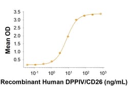 R&D Systems&trade;&nbsp;Recombinant MERS-CoV Spike RBD His-tag Protein