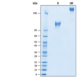 R&D Systems&trade;&nbsp;Recombinant Human CD45RO Fc Chimera Protein