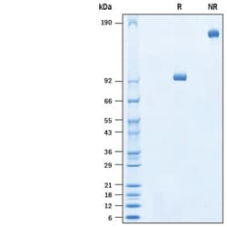 R D Systems Recombinant Human LRP-10 Fc Chimera Protein 50 &mu;g | Buy Online | R&amp;D Systems&trade; | Fisher Scientific