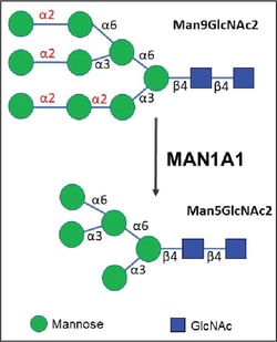 R&D Systems&trade;&nbsp;Recombinant Human MAN1A1 His-tag Protein