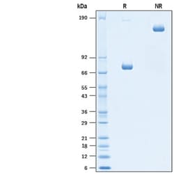 R&D Systems&trade;&nbsp;Recombinant Human Nectin-4 Fc Chimera Protein