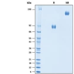 R D Systems Recombinant Human Nectin-1 Fc Chimera Protein, CF 50 &mu;g | Buy Online | R&amp;D Systems&trade; | Fisher Scientific