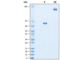 R&D Systems&trade;&nbsp;Recombinant Mouse TIM-1/KIM-1/HAVCR Isoform A Fc Protein