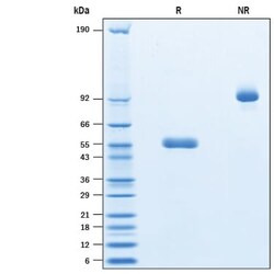R&D Systems&trade;&nbsp;Recombinant Cynomolgus Monkey PVRIG Fc Chimera Protein