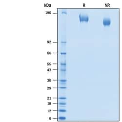 R&D Systems&trade;&nbsp;Recombinant SARS-CoV-2 Spike (Mink Cluster-5) His Protein CF
