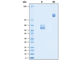 R D Systems Recombinant Cynomolgus Monkey Fas/TNFRSF6/CD95 Fc, CF 50 &mu;g | Buy Online | R&amp;D Systems&trade; | Fisher Scientific
