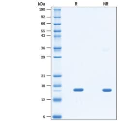 R D Systems Recombinant Cynomolgus Monkey TNF-alpha Protein, CF 50 &mu;g | Buy Online | R&amp;D Systems&trade; | Fisher Scientific