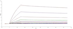R&D Systems&trade;&nbsp;Recombinant SARS-CoV-2 B.1.351 Spike GCN4-IZ His Protein