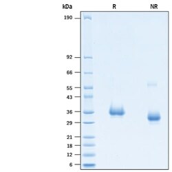 R&D Systems&trade;&nbsp;Recombinant SARS-CoV-2 Q493K Spike RBD His-tag Protein