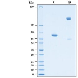 R&D Systems&trade;&nbsp;Recombinant SARS-CoV-2 Y453F Spike RBD Fc Chimera Protein CF