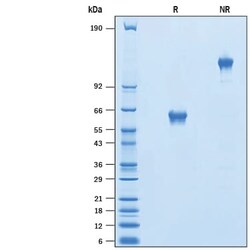 R D Systems Recombinant Human MFAP3 Fc Chimera Protein 50 μg | Buy Online | R&D Systems™ | Fisher Scientific