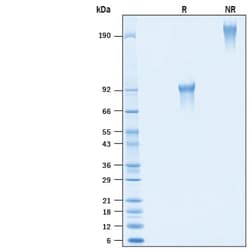 R&D Systems&trade;&nbsp;Recombinant Mouse CD300g/Nepmucin Fc Chimera Protein