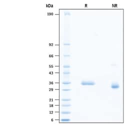 R&D Systems&trade;&nbsp;Recombinant SARS-CoV-2 G446I Spike RBD His-tag Protein