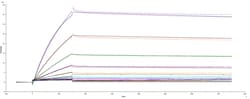 R&D Systems&trade;&nbsp;Recombinant SARS-CoV-2 +E484K B.1.1.7 Spike GCN4-IZ Protein