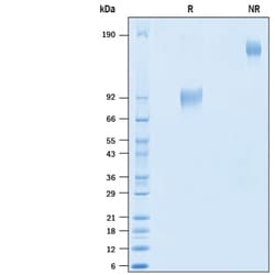 R&D Systems™ Recombinant Human Embigin/EMB Fc Chimera Protein CF