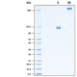 R&D Systems&trade;&nbsp;Recombinant Cynomolgus Monkey MMP-9 Protein