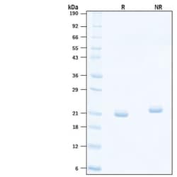 R&D Systems&trade;&nbsp;Recombinant Human IL-11 (CHO-expressed) Protein