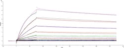 R&D Systems&trade;&nbsp;Recombinant SARS-CoV-2 P.3 Spike (GCN4-IZ) His Protein