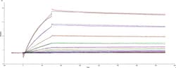 R&D Systems™ Recombinant SARS-CoV-2 B.1.324.1 Spike (GCN4-IZ) Protein