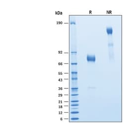 R&D Systems&trade;&nbsp;Recombinant Cynomolgus/Rhesus Siglec-3/CD33 Fc Protein