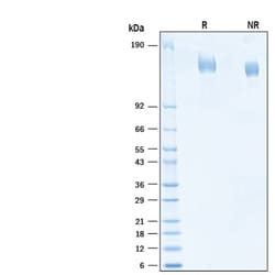 R&D Systems&trade;&nbsp;Recombinant SARS-CoV-2 C.37 Spike (GCN4-IZ) His Protein