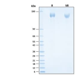 R&D Systems&trade;&nbsp;Recombinant SARS-CoV-2 Spike (GCN4-IZ) His-tag Protein
