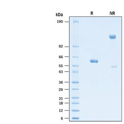 R&D Systems&trade;&nbsp;Recombinant SARS-CoV-2 P.1 Spike RBD Fc Chimera Protein