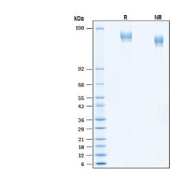 R&D Systems&trade;&nbsp;Recombinant SARS-CoV-2 B.1.616 Spike GCN4-IZ His Protein