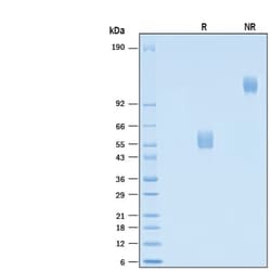 R&D Systems&trade;&nbsp;Recombinant Cynomolgus/Rhesus NKp30 Fc Chimera Protein