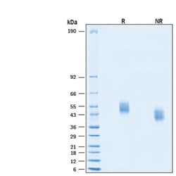 R&D Systems&trade;&nbsp;Recombinant Cynomolgus Monkey uPAR His-tag Protein