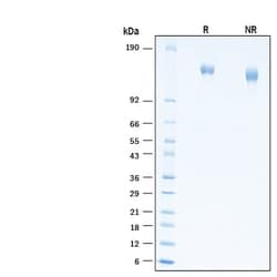 R&D Systems&trade;&nbsp;Recombinant Human ADAMTS-L2 His-tag Protein