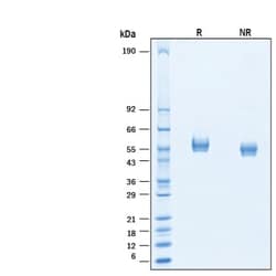 R&D Systems&trade;&nbsp;Recombinant Cynomolgus Monkey CD4 His-tag Protein