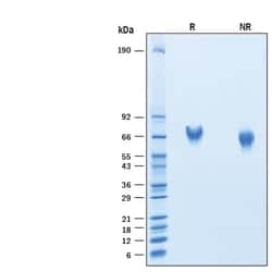 R&D Systems&trade;&nbsp;Recombinant Mouse CEACAM-20 His-tag Protein