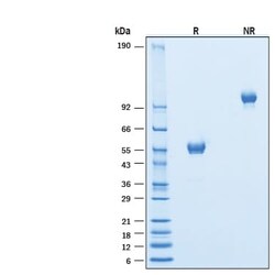 R D Systems Recombinant Canine CTLA-4 Fc Chimera 100 &mu;g | Buy Online | R&amp;D Systems&trade; | Fisher Scientific