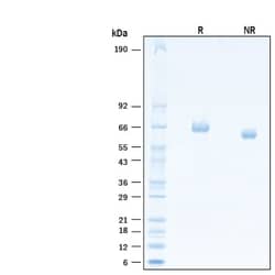 R&D Systems&trade;&nbsp;Recombinant Cynomolgus LILRB5/CD85c/LIR-8 His Protein