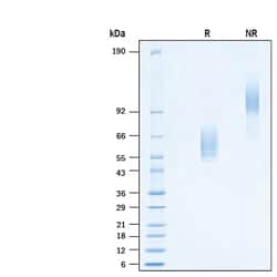 R&D Systems&trade;&nbsp;Recombinant Cynomolgus/Rhesus NKG2D Fc Chimera Protein