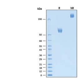 R&D Systems&trade;&nbsp;Recombinant Human CD117/c-kit Fc Chimera Protein