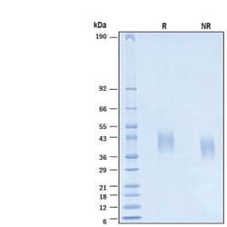 R&D Systems&trade;&nbsp;Recombinant Human TSLPR His-tag Protein